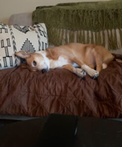 Embark Breed Identification Kit | Most Accurate Dog DNA Test | Test 350+ Dog Breeds | Breed ID Kit with Ancestry & Family Tree 61 61mVW2U6tL