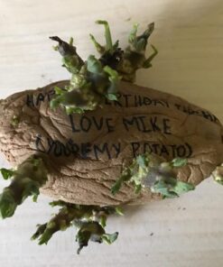Unique and Hilarious Gag Gift: Send a Message on a Real Potato with Hand-Written Drawings and Pictures - Customize Personalize Anything on It, Quirky, Unique, Memorable, Handmade In The USA 13 61mamDmWlAL