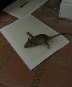 Catchmaster Mouse & Insect Super Glue Traps 30PK, Mouse Traps Indoor for Home, Extra Strength Sticky Pest Control Adhesive Tray for Catching Bugs, Rats & Rodents, Non Toxic Bulk Pre-Baited Glue Boards 67 61mb10HLx0L