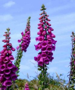 8,000 Foxglove Mix Seeds (Digitalis Purpurea) - by Seeds2Go 10 61mbUga0IAL