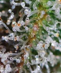 JARLINK 30X 60X Illuminated Jewelers Loupe Magnifier, Foldable Jewelry Magnifier with Bright LED Light for Gems, Jewelry, Coins, Stamps, etc Black 34 61mbWu7lUOL