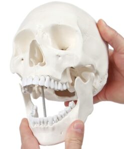 Alternative view of Wellden Medical Full Disarticulated Skeleton, Human Anatomical, Life-Size, 170cm