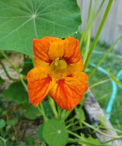 Seed Needs, 350+ Nasturtium Seeds for Planting - Jewel Mixture (Tropaeolum nanum) Non-GMO, Easy to Grow Mix, Attracts Pollinators - Bulk Bulk Pack (350 Seeds) 32 61micTwyAL