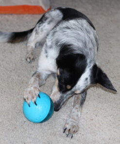 Our Pets Smarter Toys IQ Treat Ball - Colors Mary Vary - 4" (2130010792) IQ TREAT BALL 4" 40 61mj7Q VwVL