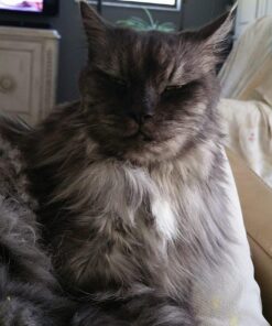 Purina Friskies Wet Cat Food, Shreds With Ocean Whitefish & Tuna in Sauce - (24) 5.5 oz. Cans 5.5 Ounce (Pack of 24) 25 61mjuv0alSL