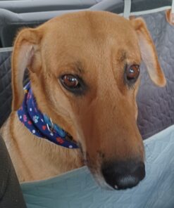 PEDIGREE DENTASTIX Large Dog Dental Care Treats Original, Beef & Fresh Variety Pack, 2.73 lb.Pack (51 Treats) Variety: Chicken, Beef & Fresh 51 Count (Pack of 1) 41 61mnlA8U2vL