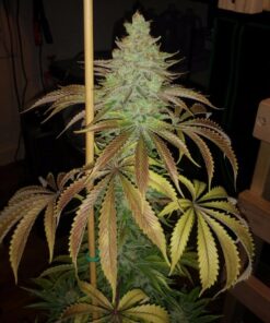 Canna CA1260+CA1270 Coco A & B, 1 L, Set of 2 Plant Growth, White/Brown 17 61mtvl4BDQL