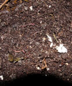 Uncle Jim's Worm Farm Red Wiggler Composting Worms Mix for Garden Soil or Fishing | Pack of Compost Worms Improves Soil Structure and Quality for Healthier Gardens | 250 Count Seafood 250 Count (Pack of 1) 25 61mxEmhULHL