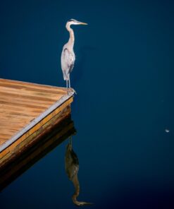 Tamron SP 150-600mm F/5-6.3 Di VC USD G2 for Nikon Digital SLR Cameras 71 61my4r LR2L