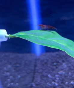 Blue Spotted Betta Plant Leaf Pad for Betta Fish, Tropical Fish Aquariums & Saltwater Fish Aquariums 1 Pack 29 61n2NGy1pVL