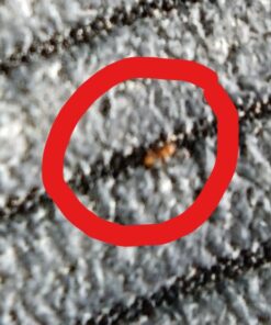 Rockwell Labs CXID032 Cimexa Dust Insecticide, 4 Ounce (Pack of 1), White 11 61n68A0nO2L