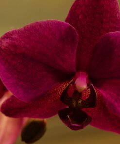 Tiffen 58UVP 58mm UV Protection Filter 36 61nDNDIyx1L