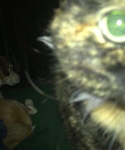 Hill's Science Diet Dry Cat Food, Adult, Perfect Weight for Healthy Weight & Weight Management, Chicken Recipe, 15 lb. Bag 15 Pound (Pack of 1) 34 61nUk7Shn6L