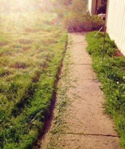 BLACK+DECKER 20V MAX String Trimmer/Edger Kit, 10-Inch (LST201) 40 61nc9Zyyu9L