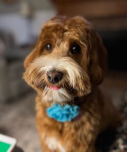 Dog Bark Collar, DINJOO Bark Collar for Large Medium Small Dogs,Smart Bark Collar,Rechargeable Anti Barking Training Collar with 8 Adjustable Sensitivity,Bark Shock Collar with Beep (Black) Black 37 61npXlFOUKL