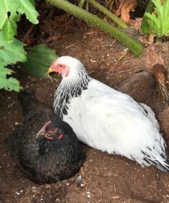 Royal Rooster Chicken Feeder and Chicken Waterer Set - 7 lb Poultry Chicken Feeder with Rain Cover and 1 Gallon Waterer System - Chicken Coop Accessories: Valve-Cup Waterer and Gravity-Feed Feeder Set 1-Cup Waterer 29 61ntaVfviDL