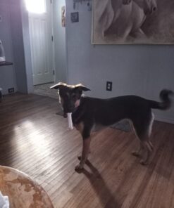 Nylabone Power Chew Toys Variety Triple Pack - Dog Toys for Aggressive Chewers - Indestructible Dog Bones for Small Dogs - Chicken, Bacon & Peanut Buter Flavors, Small/Regular (3 Count) Small up to 25 lbs. 43 61o0 e52WDL