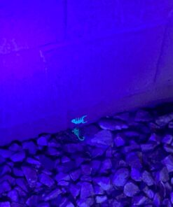 TERRO Scorpion Killer Aerosol Spray T2101 1 Pack 34 61o0hpzWCkL