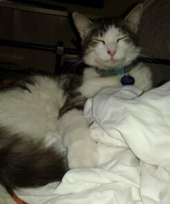 Petmate Aspen Pet Breakaway Fashion Collar, 3/8" x 8-12", Sub Geo Blue 3/8" x 8-12" 34 61oEaO4dPYL