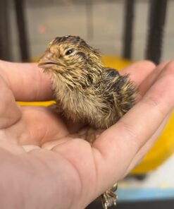 12 Large Fertile Hatching Coturnix Quail Eggs 38 61oGHx6qqfL