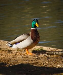 Tiffen 67UVP 67mm UV Protection Filter 25 61oIWv4hKDL