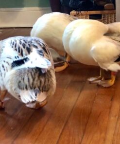 20 Chicken Charm 2 Poultry Leg Bands - Fits Sizes 6 to 14 23 61oOYnes1QL