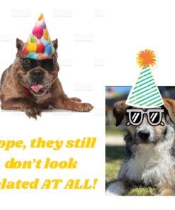 Embark Breed Identification Kit | Most Accurate Dog DNA Test | Test 350+ Dog Breeds | Breed ID Kit with Ancestry & Family Tree 40 61oPvElEqRL