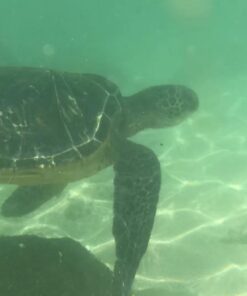 Lifeproof FRĒ SERIES Waterproof Case for iPhone 7 PLUS (ONLY) - Retail Packaging - SUNSET BAY (LIGHT TEAL/MAUI BLUE/MANGO TANGO) SUNSET BAY (LIGHT TEAL/MAUI BLUE/MANGO TANGO) 47 61oPvFi31tL