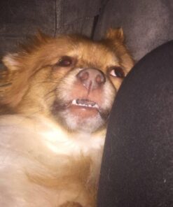 Grannick's Bitter Apple for Dogs Spray Bottle, 16 Ounces, Golds & Yellows (1116AT) 16 Ounces (Pack of 1) 46 61obHmX8DBL