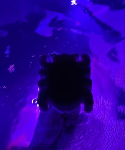 2 pack Scumbug (tm) Oil-Absorbing Sponge Devours Scum, Slime & Grime From Pools & Spas 18 61ofQdhRuXL