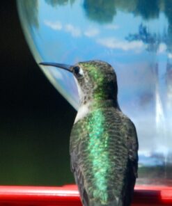 Best-1 Hummingbird Feeder Replacement Bottom Standard 18 61ojiOgPeKL