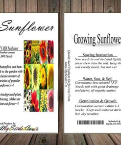 BIG PACK - (1,000+) SUNFLOWER Sunny Sun Flower CRAZY MIX flower Seeds - Non-GMO 26 61opIrbP6vL