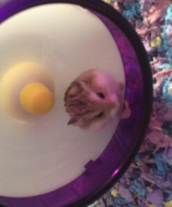 F.M. Brown's Tropical Carnival Natural Select Seeds Treat - Fiber, Antioxidants, and Essential Minerals for Hamsters, Gerbils, Rats, and Mice - 3.5 oz 18 61oxmo8pbIL