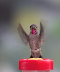 Perky-Pet 202F Replacement Yellow Feeder Flowers 3W x .77D ins. 19 61oziLf80mL