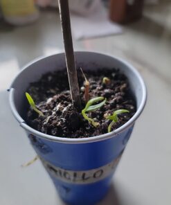 Hard Red Winter Wheat Berries | 5 LBS | Family Farmed in Washington State | Non-GMO Project Verified | 100% Non-Irradiated | Certified Kosher Parve | Field Traced | Burlap Bag 5 Pound (Pack of 1) 35 61pFMwGd ZL