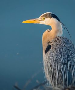 Commlite CM-EF-EOS M Auto-Focus Lens Mount Adapter for EF/EF-S Lens to Canon EOS M (EF-M Mount) Mirrorless Camera Lens Converter Ring for Canon EOS M1 M2 M3 M5 M6 M10 M50 M100 EF-EOS M 39 61pJ88nyYL