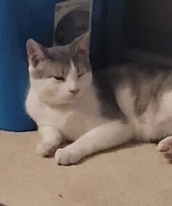 Hartz UltraGuard Plus Water Resistant 7 Month Protection Breakaway Flea & Tick Collar for Cats (3270094268) 35 61pO2TidUnL