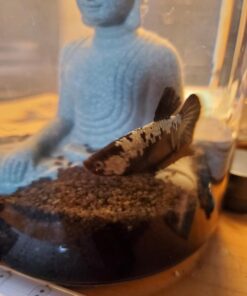 Hikari Betta Revive.08oz 14 61pOGocCxNL