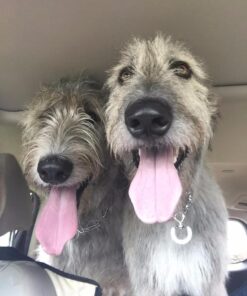 PET MAGASIN Japanese Stainless Steel Grooming Scissors (2) for Facial Hair and Larger for Body Trimming with Round Tip Grooming Sets 30 61pRZNlf0DL