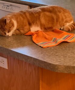 Hill's Science Diet Dry Cat Food, Adult, Perfect Weight for Healthy Weight & Weight Management, Chicken Recipe, 15 lb. Bag 15 Pound (Pack of 1) 41 61pWqB9IuL