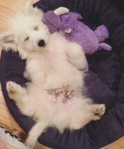 KONG - Cozie™ Rosie Rhino - Indoor Cuddle Squeaky Plush Dog Toy - For Medium Dogs 35 61pY3hz4pAL