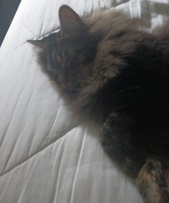 Royal Canin Indoor Adult Dry Cat Food, 15 lb bag 15 Pound (Pack of 1) 31 61pYU8gZ9GL