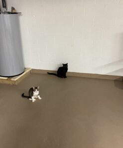 SPOT by Ethical Products - Sponge Soccer Balls Cat Toy, 4-Pack Interactive Cat toys Chasing Hunting Stimulating Cat toys For Indoor Cats Best Sellers, Small Green, Pink, Blue, Yellow, Black 28 61pbtq33uxL