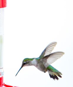 Tamron SP 150-600mm F/5-6.3 Di VC USD G2 for Nikon Digital SLR Cameras 67 61pc0MLHuZL