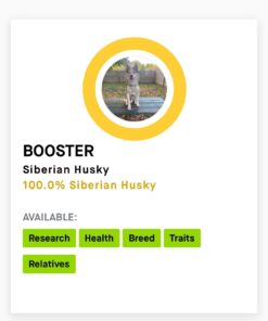 Embark Breed & Health Kit (2 Pack) - Dog DNA Test - Discover Breed, Ancestry, Relative Finder, Genetic Health, Traits, COI 2 Count (Pack of 1) 28 61pcLzMG7XL 1