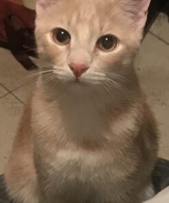 Hill's Pet Nutrition Science Diet Dry Cat Food, Adult, Chicken Recipe, 4 lb. Bag 51 61pgL5q5dLL