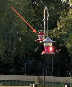 First Nature 993091-546 16 oz. Hummingbird Flower Feeder 23 61pkS6upL