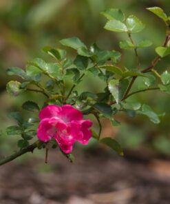 Sigma 1.4x Teleconverter TC-1401 for Canon Canon SLR Mount 22 61pnjkYGTtL