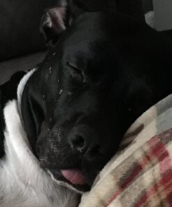 Anthony's Organic Turmeric Root Powder, 2 lb, Curcumin Powder, Gluten Free & Non GMO (Pack of 1) 26 61pqV8CcAxL