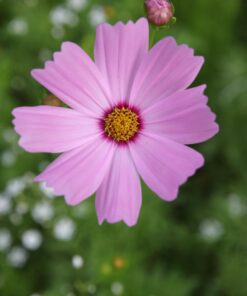 Eden Brothers Southeast Wildflower Mixed Seeds for Planting, 1 lb, 480,000+ Seeds with Cornflower, Blanket Flower | Attracts Pollinators, Plant in Spring or Fall, Zones 3, 4, 5, 6, 7, 8, 9, 10 1 Pound 56 61pqZOyaMXL